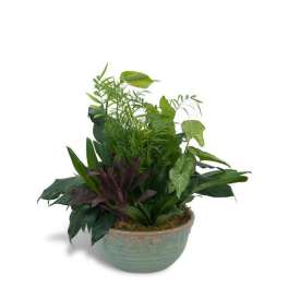 Assorted green houseplants in a shallow round ceramic bowl