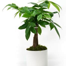 Potted indoor money tree with glossy green leaves in a white round planter