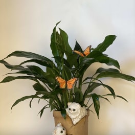 Spathiphyllum plant in cat vase