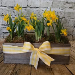 Petite Daffodil Trio