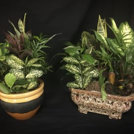 Two mixed potted plant arrangements in decorative containers.