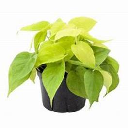 Potted plant with bright lime-green leaves in a black container