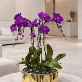 Purple Phalaenopsis Orchid – Luxury Statement Décor