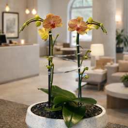 Peach Phalaenopsis Orchid – Luxury Home Accent
