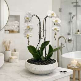 White Phalaenopsis Orchid – Luxury Home Accent