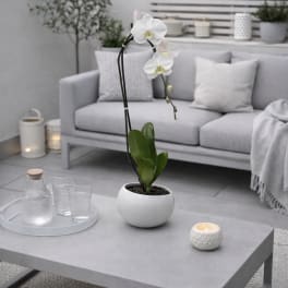 White Phalaenopsis Orchid – Minimalist Planter