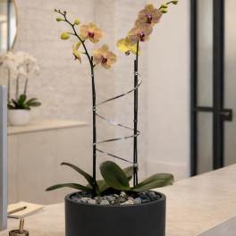 Potted orchid arrangement with two tall stems in a black planter