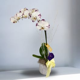 Single Phalaenopsis Orchid Plant