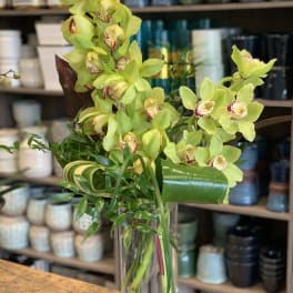 Cymbidium Love