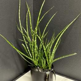 Sansevieria Plant