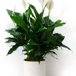 Peace lily plant with white blooms in a smooth white pot