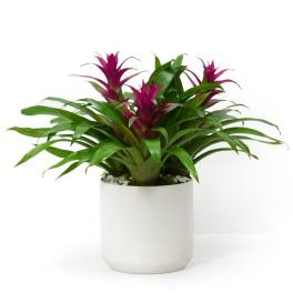 Green bromeliad plant with magenta blooms in a white ceramic pot