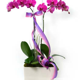 Pink phalaenopsis orchid plant in a white rectangular pot with a purple ombre ribbon.
