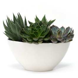 Low white bowl planter filled with assorted green succulents