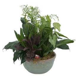 Mixed foliage dish garden in a round ceramic bowl planter