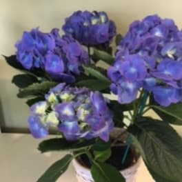 Hydrangea plant