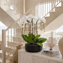 White Phalaenopsis Orchid – Luxe Ceramic