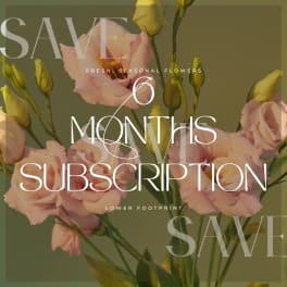 Weekly Subscription - 6 Months
