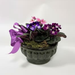 Blooming Violets
