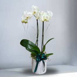 Double Phalaenopsis Orchid Plant in Ceramic pot
