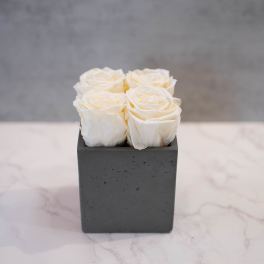 Cream Roses in Cement Cube