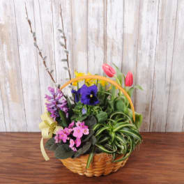 Bulb Basket of Blooms