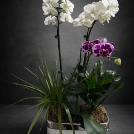 White and purple orchids arranged with tropical foliage in a white rectangular ceramic pot