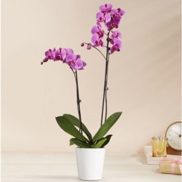 Potted purple orchid with two tall stems in a white planter