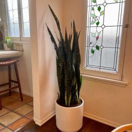 Sansivseria Plant