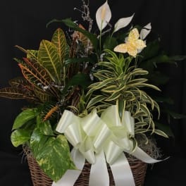Tropical plant basket with white calla lilies and a large ribbon bow