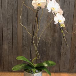 White orchid plant in a textured pot with a small decorative ball