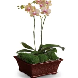 Potted orchid plant with pale pink blooms in a rectangular planter