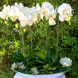 White orchids in a planter with small succulents