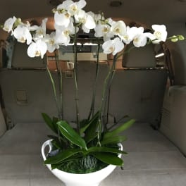 White orchid arrangement in a white bowl planter
