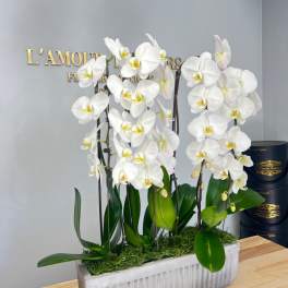 White phalaenopsis orchid plants in a long gray ceramic planter on a wooden surface