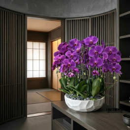 Large purple phalaenopsis orchid arrangement in a white bowl with stones on a dark wood table
