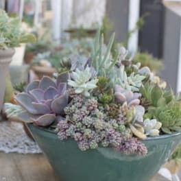 Succulent arrangement in a teal bowl planter
