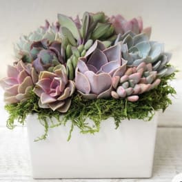 Succulent arrangement in a white square planter with moss on top