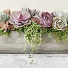 Succulent arrangement in a rectangular wooden planter with trailing greenery