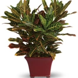 Potted croton plant with variegated green, yellow, and red leaves