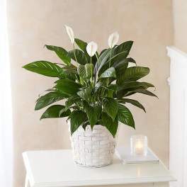 White peace lily plant in a woven basket on a table