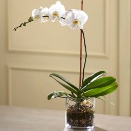 White orchid plant in a clear glass vase with pebbles