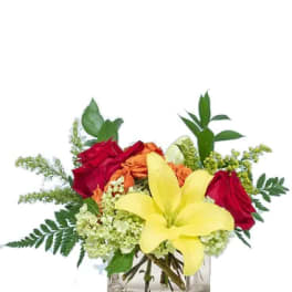 Low arrangement of yellow lily, red and orange roses, and green hydrangea in a clear glass cube vase