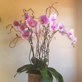 Potted pink orchid plant in a decorative ceramic container