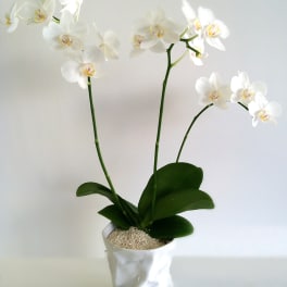 Mini White Orchids In A Ceramic Vase