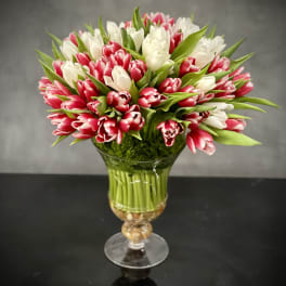 Bouquet of pink and white tulips in a glass vase