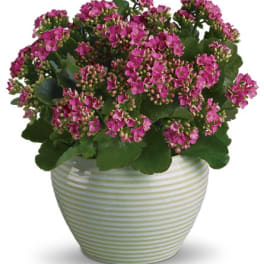 Bountiful Kalanchoe