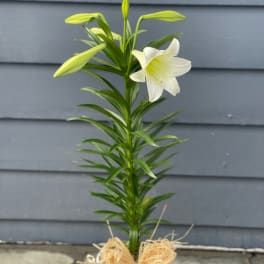 Traditional Easter Lily Plant