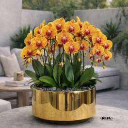 Peach Phalaenopsis Orchid – Luxury Gift