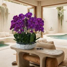 Purple orchid plants in a white bowl with stones on a low table in a modern beige room